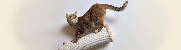 wandkratzbaeume kategorieeinstiegsbanner 2876x800